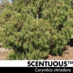 Corymbia citriodora ‘Scentuous’