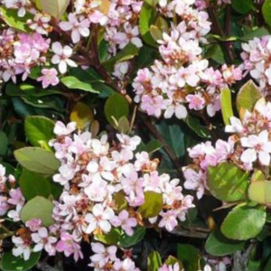 RHAPHIOLEPIS 'Spring Time'