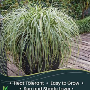 CAREX 'Feather Falls'
