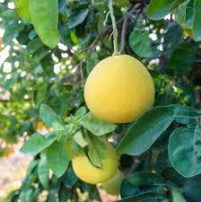CITRUS Pummelo 'Flicks Yellow'