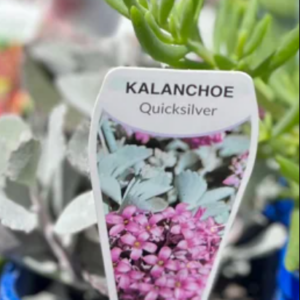 KALANCHOE 'Quicksilver'
