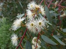 EUCALYPTUS 'Camaldulensus'