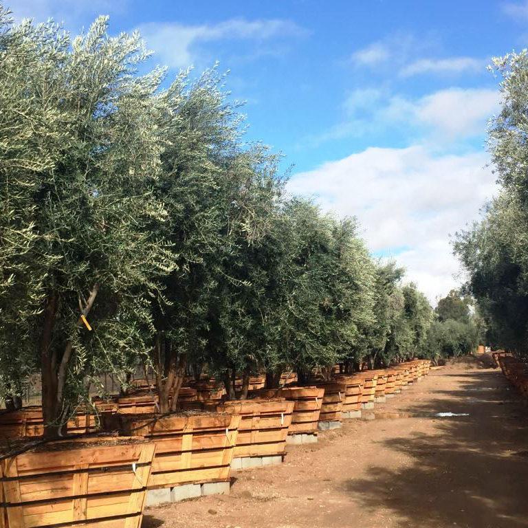 OLEA europaea Swan Hill (Olive)