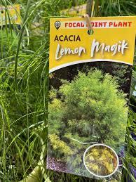 ACACIA Lemon Majik