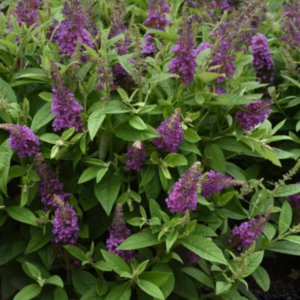 BUDDLEIA davidii 'Chrysalis Purple'