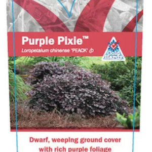 LOROPETALUM chinense Purple Pixie™  ‘PEACK’ PBR