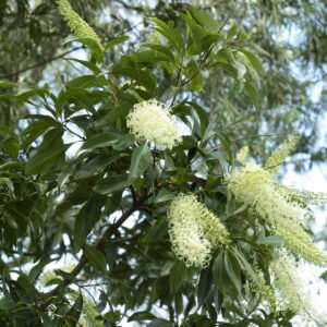 BUCKINGHAMIA celsissima