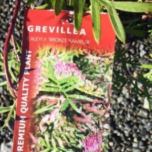 GREVILLEA 'Burgundy Blaze'