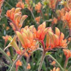 ANIGOZANTHOS 'Bush Sunset'
