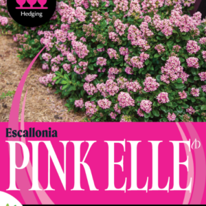 ESCALLONIA 'Pink Elle'