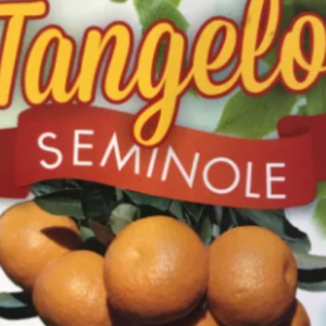 SEMINOLE tangelo