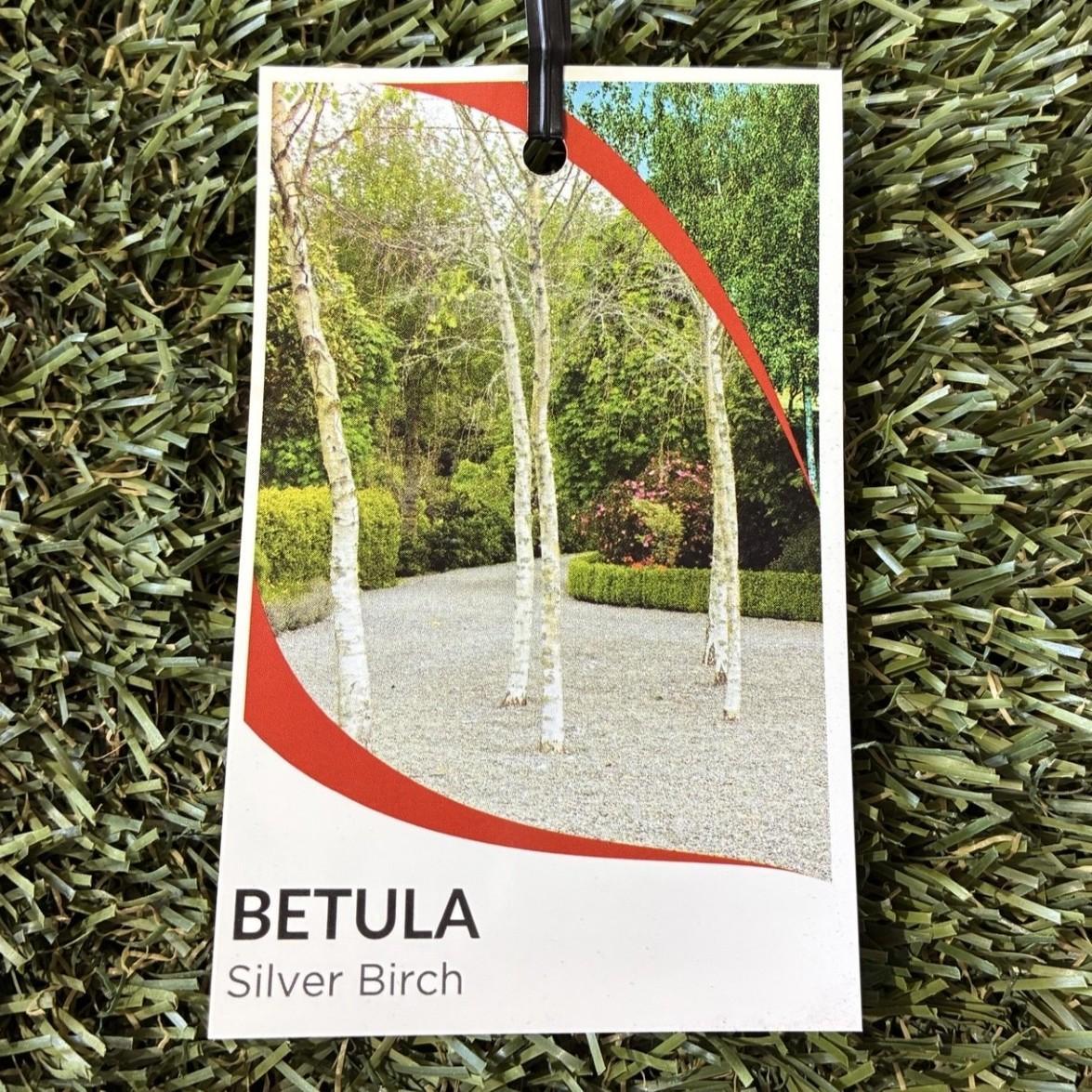 * BETULA pendula alba (Silver Birch) 2026 Bare Root