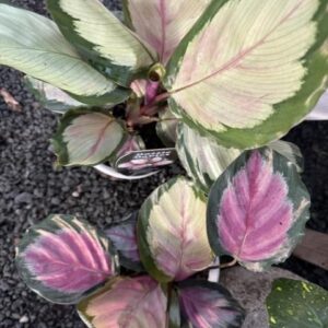 CALATHEA 'White Cloud'