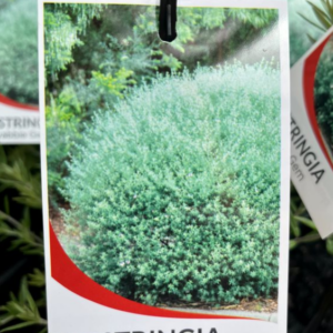 WESTRINGIA 'Wynyabbie Gem'