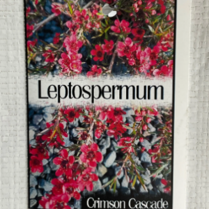 LEPTOSPERMUM scoparium 'Crimson Cascade'