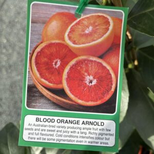CITRUS Blood Orange 'Arnold'