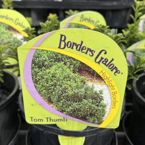EUONYMUS 'Tom Thumb'