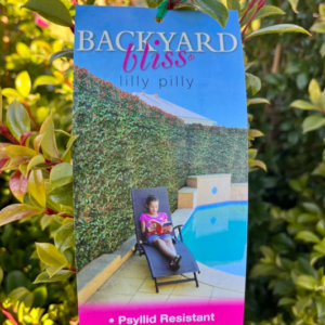 *SYZYGIUM ‘Backyard Bliss' (Lilly Pilly)