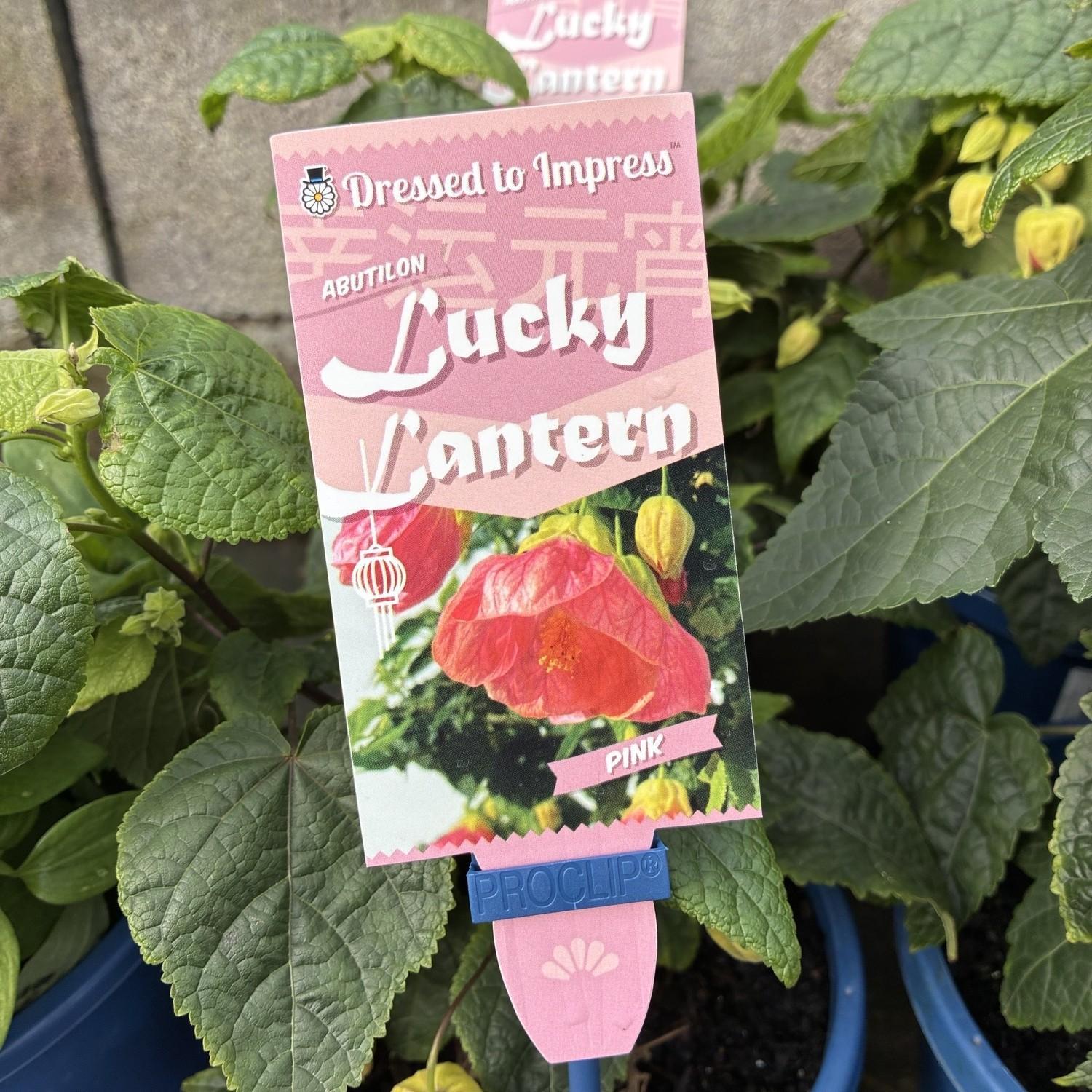 ABUTILON 'Lucky Lantern Pink'