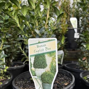 BUXUS sempervirens ‘English Box’