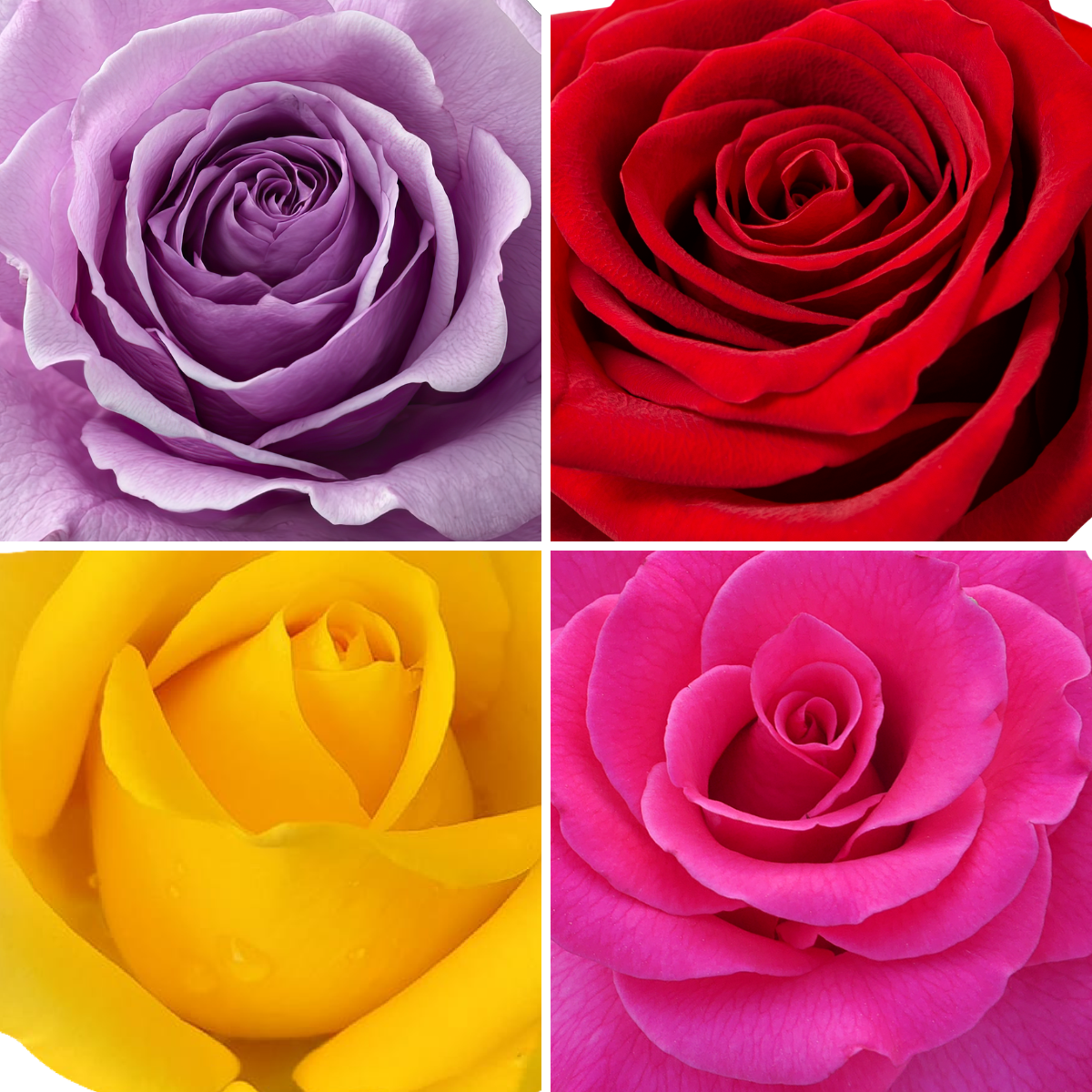 ROSE 4FT Standard - Bare Root 2026