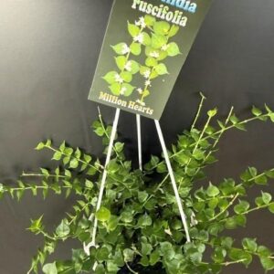 DISCHIDIA ruscifolia (Million Hearts)