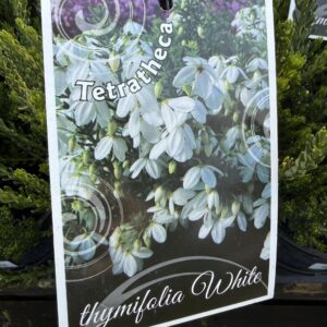 TETRATHECA thymifolia 'White'