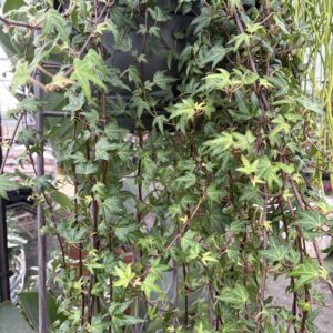 HEDERA canariensis 'Ivy'
