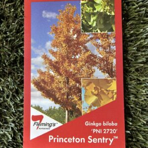 GINKGO biloba 'Princeton Sentry' (PNI2720)