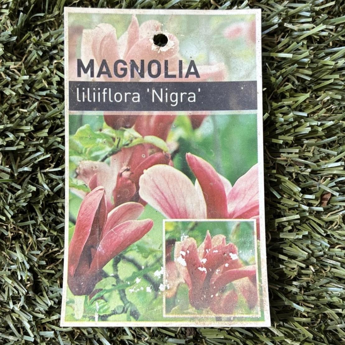 MAGNOLIA liliiflora ‘Nigra’