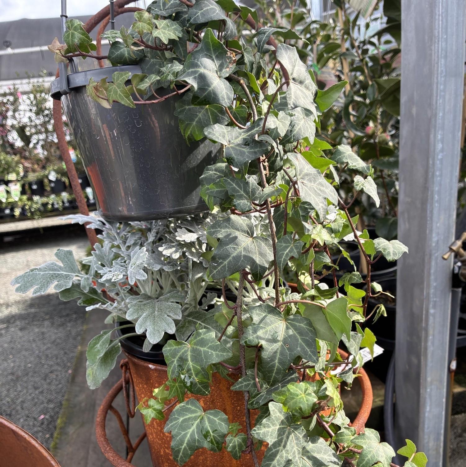 HEDERA Varieties (Ivy)