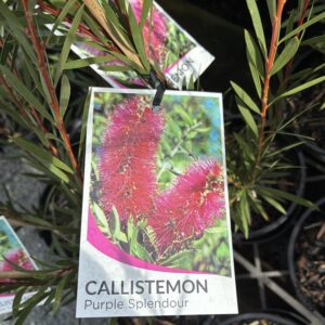 CALLISTEMON 'Purple Splendour'