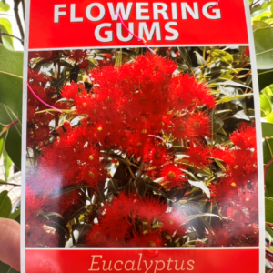 EUCALYPTUS ‘Summer Red’