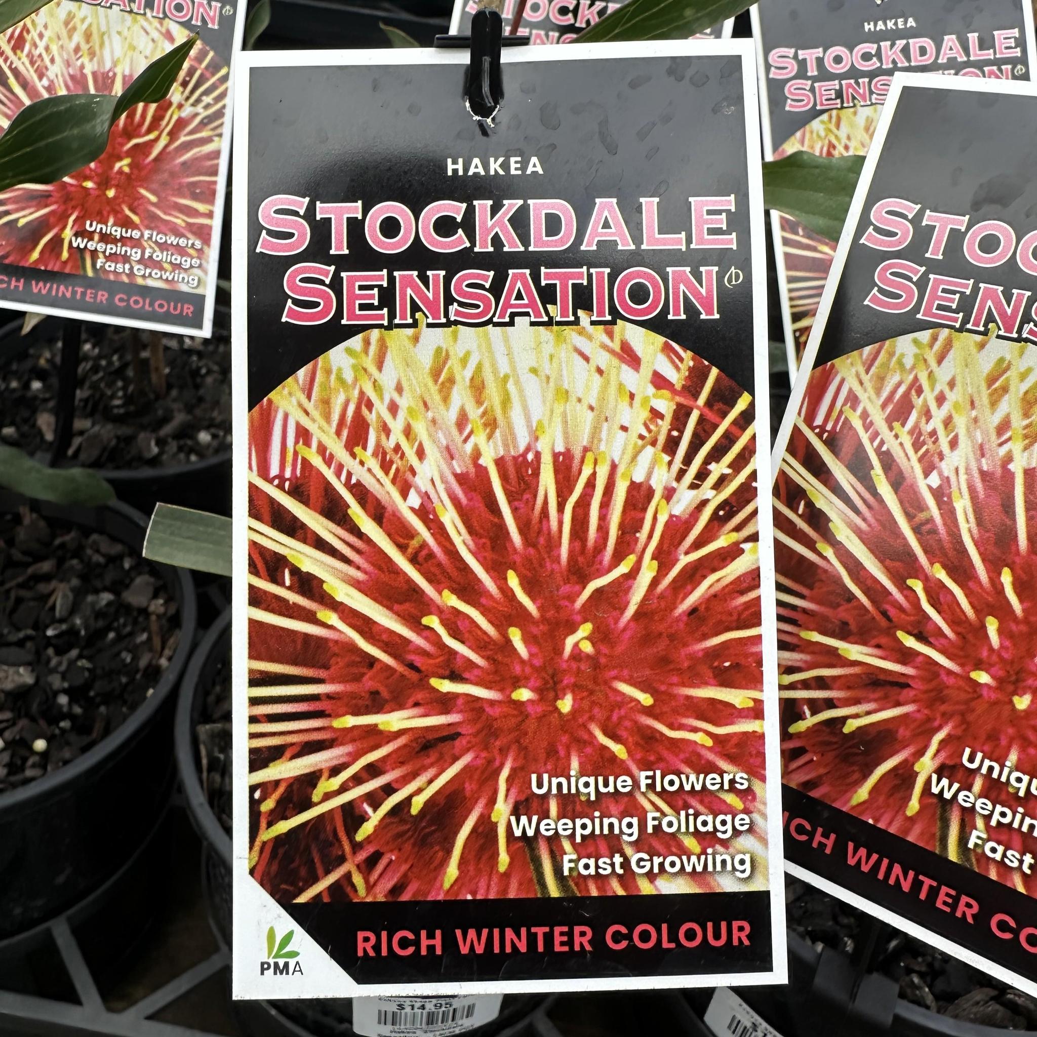 HAKEA ‘Stockdale Sensation’