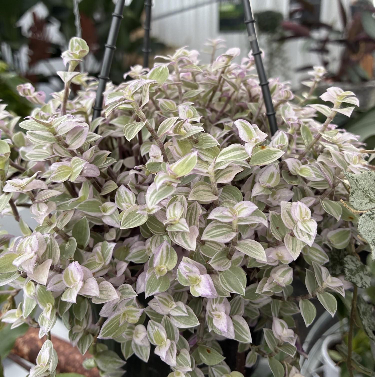 TRADESCANTIA Pink