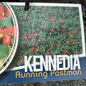 KENNEDIA prostrata 'Running Postman'
