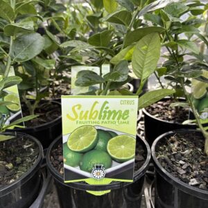CITRUS Lime 'Sublime'