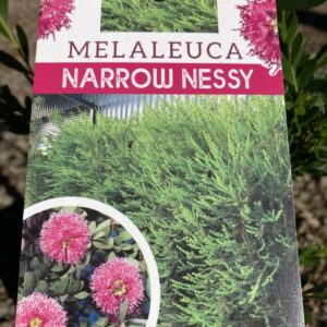 MELALEUCA nesophila 'Narrow Nessy'