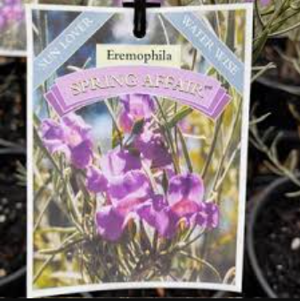EREMOPHILA drummondii x nivea 'Spring Affair'