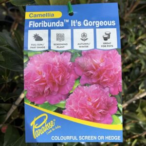 CAMELLIA floribunda 'Its Gorgeous'