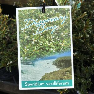SPYRIDIUM Vexilliferum 'Discovery Bay'