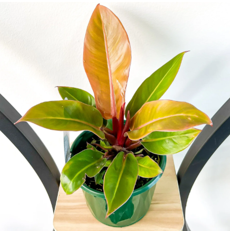 PHILODENDRON 'Red Sun'