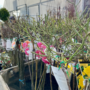 ROSES 3FT Standard Varieties - Bare Root 2026