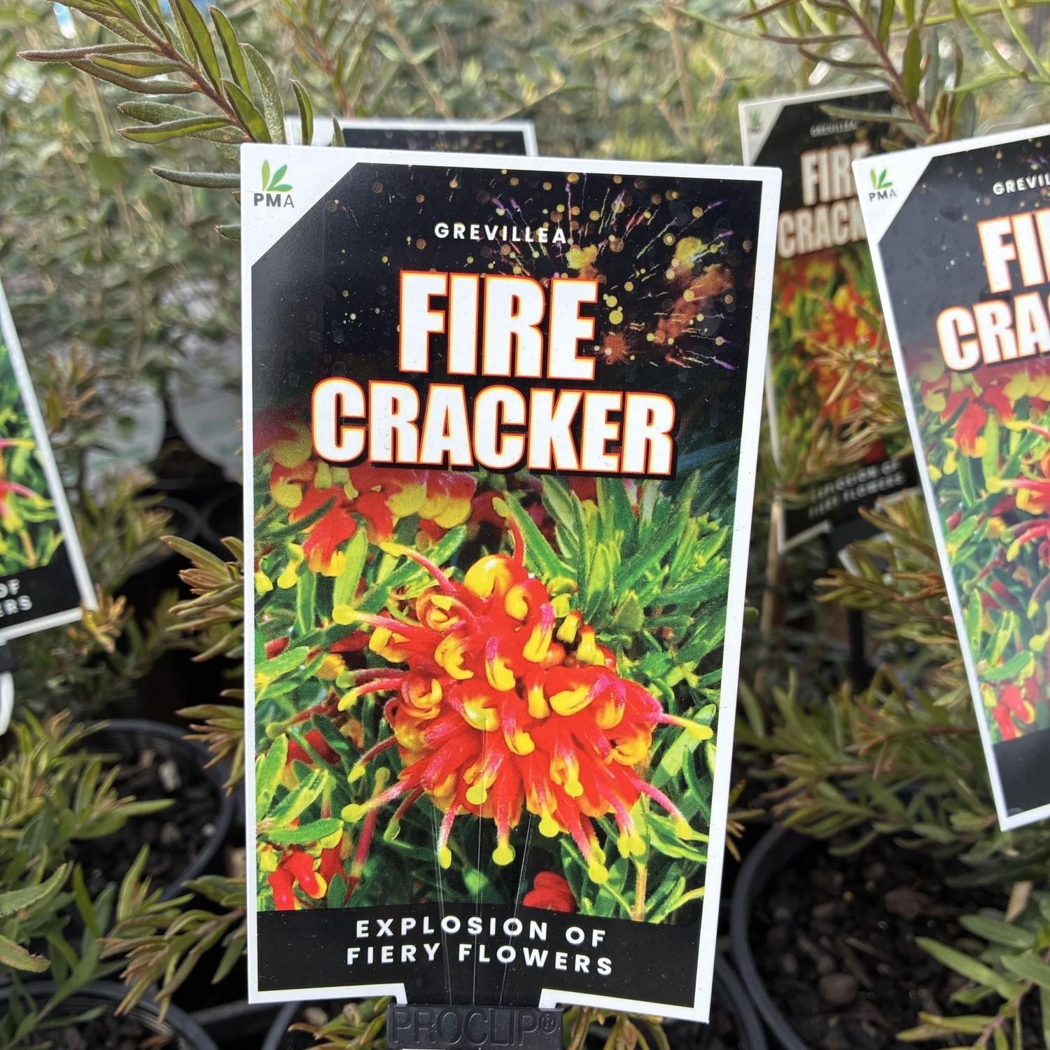 GREVILLEA alpina x ‘Fire Cracker’