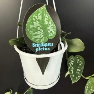 SCINDAPSUS pictus