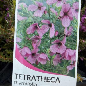 TETRATHECA thymifolia