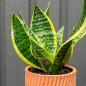 SANSEVERIA