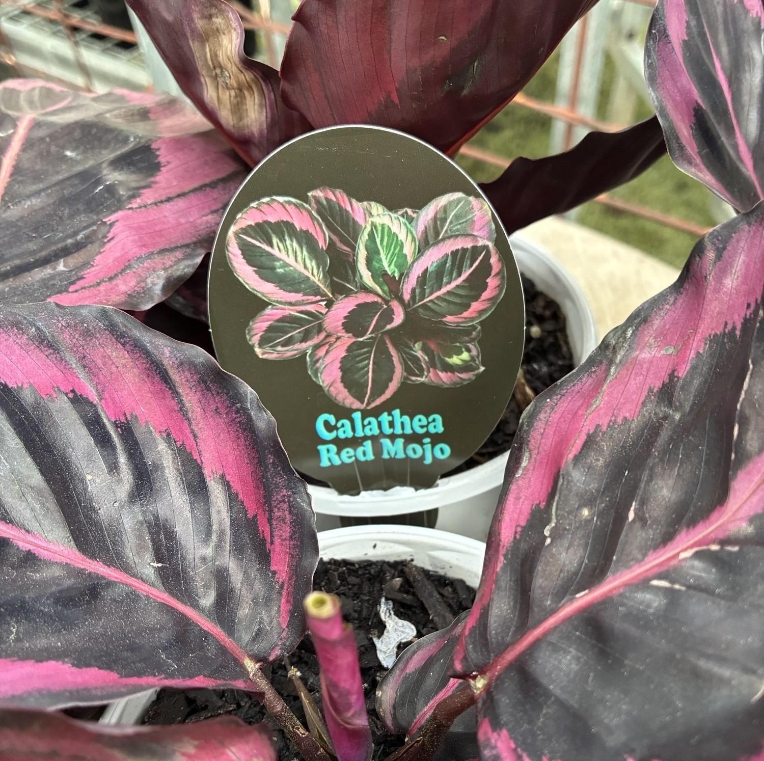 Calathea roseopicta 'Red Mojo'