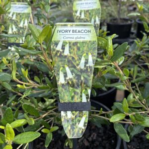 CORREA 'Ivory Beacon'