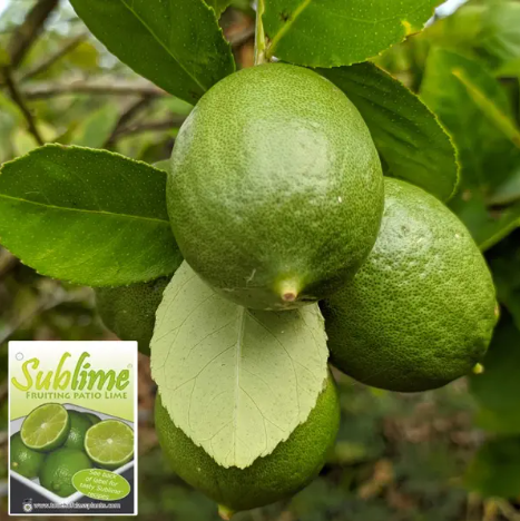 CITRUS Lime 'Sublime'